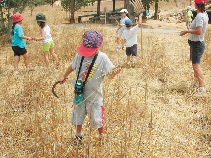 חמישי: חגיגות קציר לכל המשפחה בפארק נאות קדומים