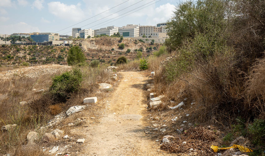 יער ירושלים (צילום: אמיל סלמן)