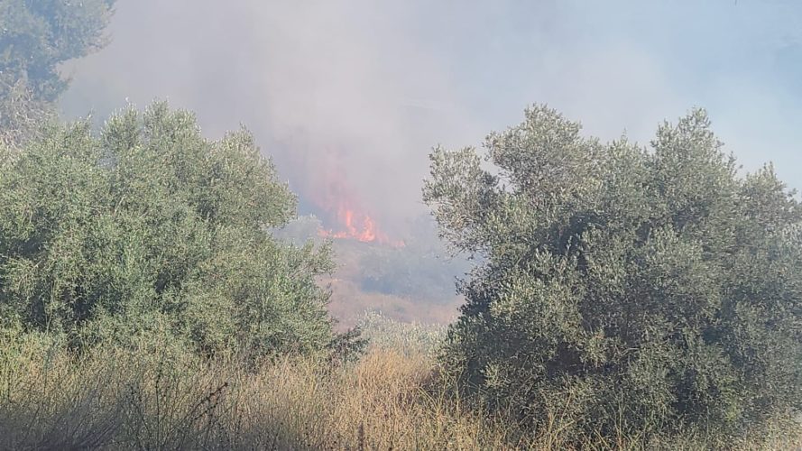 שריפה היער בסמוך למחלף שורש (צילום: דוברות המשטרה)